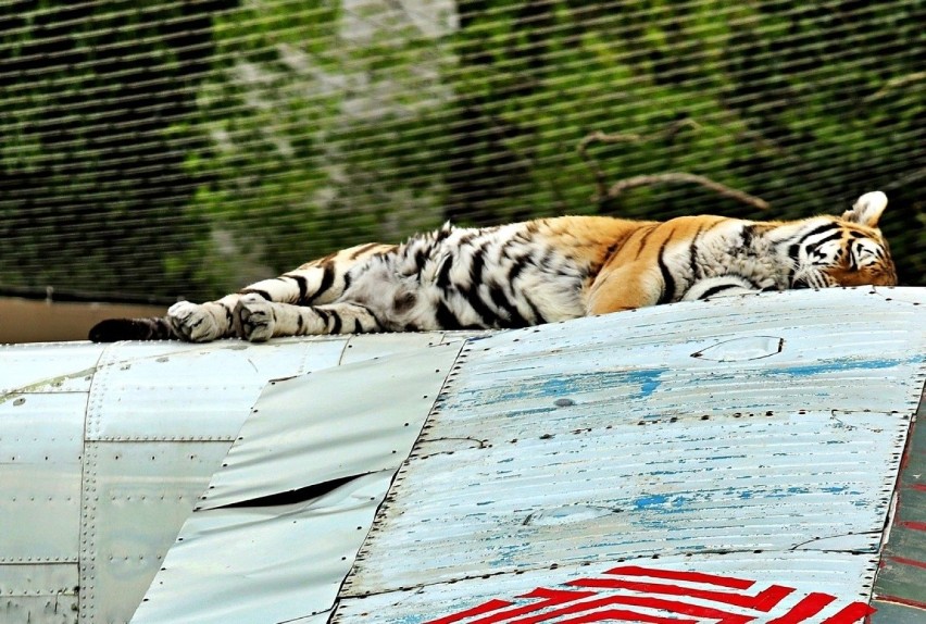 Dwa lata temu łódzkie zoo straciło inne duże zwierzę –...