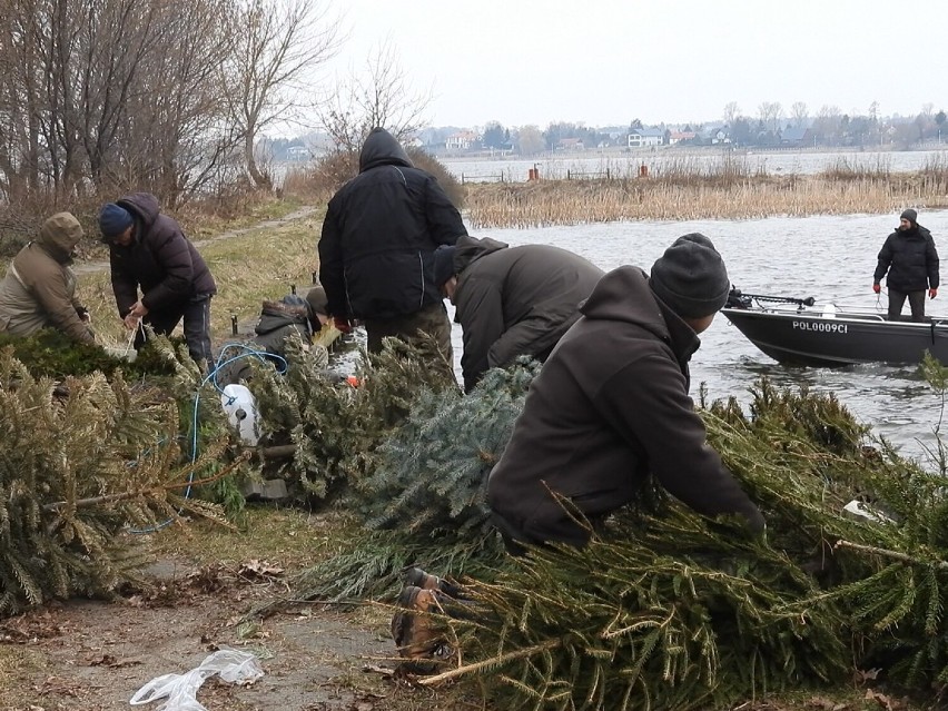 Choinki świąteczne wylądowały na dnie Zalewu Zemborzyckiego. Akt wandalizmu? Nie, to ważna akcja 