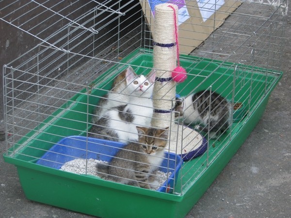 Członkowie stowarzyszenia Reks znależli domy dla trzech kotów podczas festynu na os. Południe