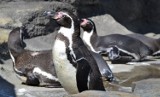 Pierwsze wyjście pingwinów ze śląskiego zoo na nowy wybieg. Stado pingwinów od razu wskoczyło do dużego basenu