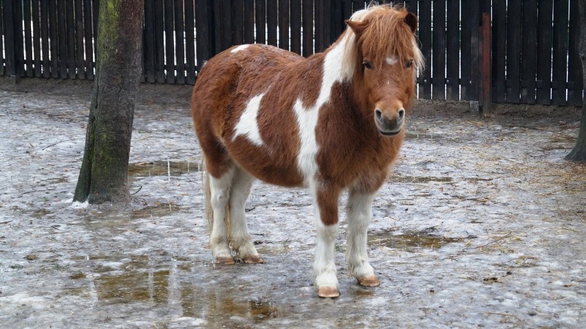 Zimowe odwiedziny w bydgoskim zoo. Co słychać u jego mieszkańców? [zdjęcia, wideo] 