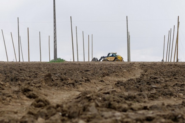 W  pracach polowych związanych z sadzeniem chmielu wzięli udział właściciel Browaru Cieszyn Adam Leda, piwowar z Cieszyna Dominik Szczodry oraz przedstawiciele lokalnych władz