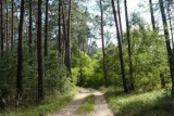 Zakaz wstępu do lasów w Nadleśnictwie Kalisz i Grodziec. Będą walczyć ze szkodliwymi owadami