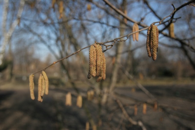 Wiosna w Zabrzu! Gdzie ją spotkać? Najłatwiej w Ogrodzie Botanicznym