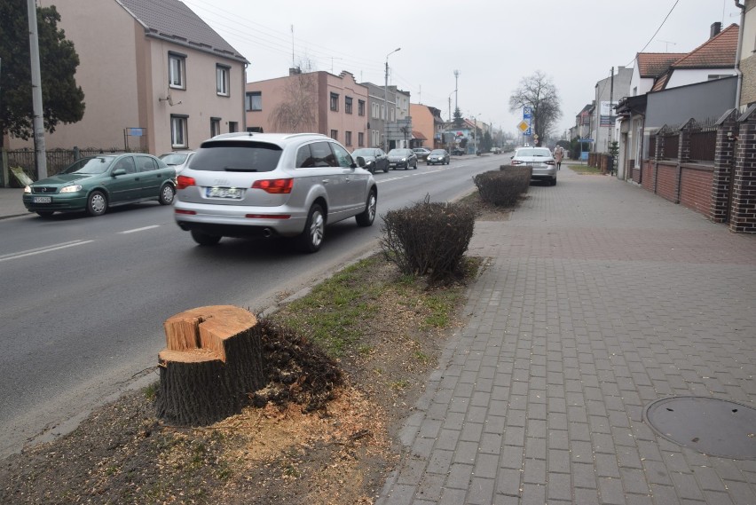 Wycięto drzewa przy ulicy Gostyńskiej w Kościanie ZDJĘCIA 