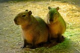 Gdańskie zoo szuka imion dla kapibar! Macie swoje propozycje?
