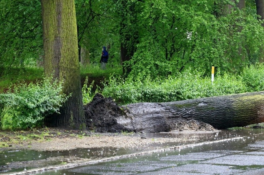 O krok od tragedii! Drzewo runęło na jezdnię przy szkole na Zalesiu we Wrocławiu [ZDJĘCIA]