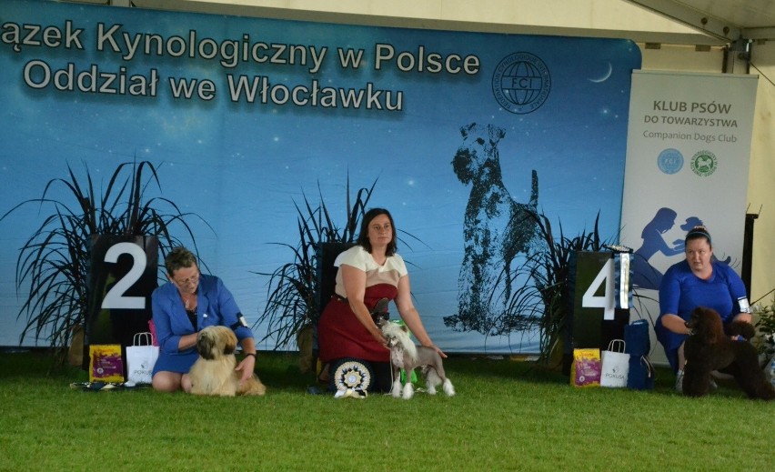 Wystawa psów w Lipnie