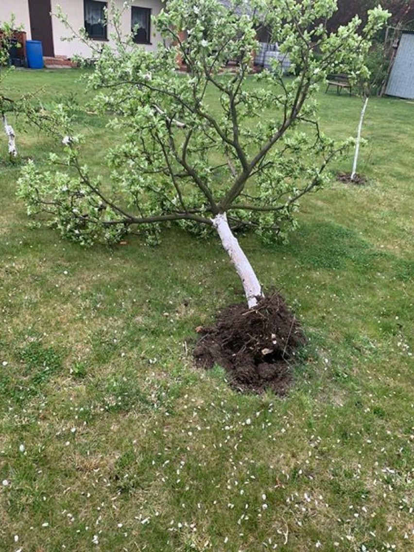 Burza w powiecie. Nad Zieloną Łąką przeszła trąba powietrzna!