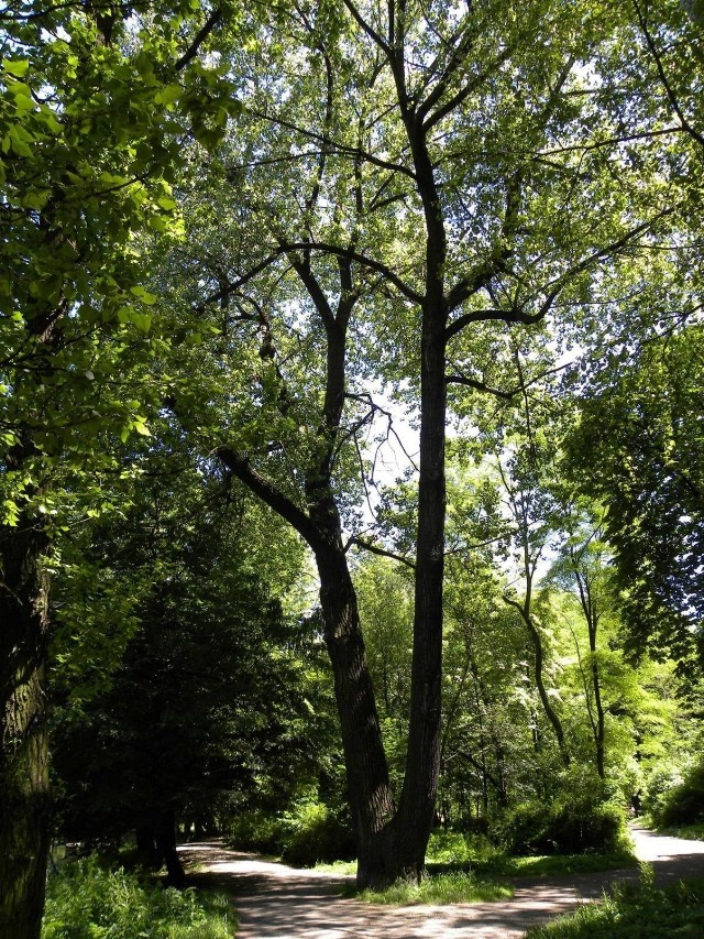 Dostojna czarna topola, jedna z nielicznych w parku o takich rozmiarach. Fot. Piotr A. Jeleń