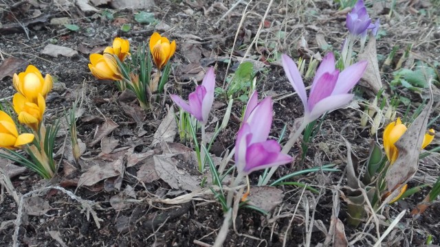 Pierwsze, wiosenne kwiaty Czytelników. Ślijcie zdjęcia, a będziemy odświeżać galerię