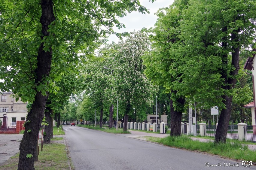 Pleszew. Niektórzy już skończyli matury, a kasztany dopiero zakwitły