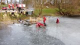 Szkolenie z ratownictwa lodowego na jeziorze Barlewickim. ZDJĘCIA, FILM