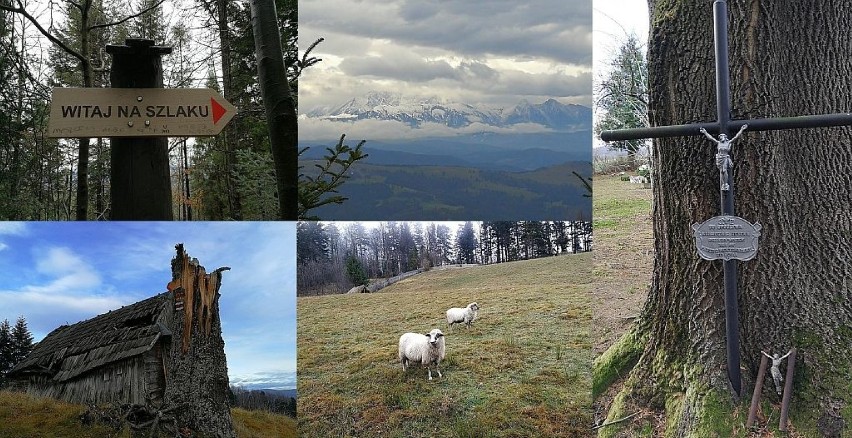 Beskid Sądecki. Rytro, Kordowiec, Niemcowa, Wielki Rogacz  i Obidza z widokiem na Tatry [ZDJECIA]