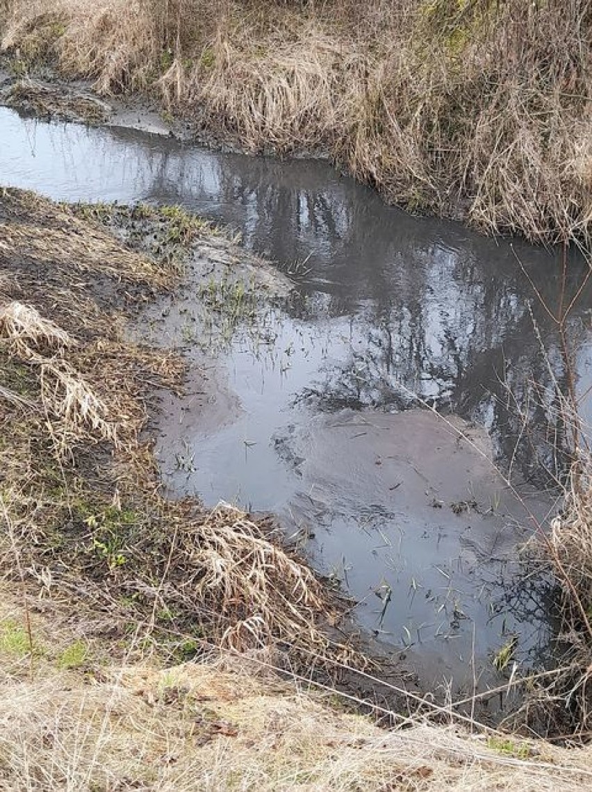 Sprawa zanieczyszczenia wody w rzece Ner jest na bieżąco monitorowana przez pracowników Państwowego Gospodarstwa Wodnego Wody Polskie