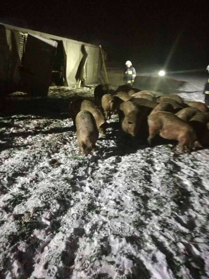 Wypadek w Krzykosach. Przewrócił się tir przewożący trzodę chlewną