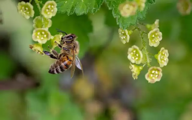 Pamiętajmy, że pszczoły to nie tylko miód. Najważniejsze jest to, że zapylają rośliny.