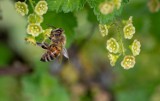 Pszczoła nie tylko miodna. Poznaj też pszczoły samotnice! Sprawdź, czy wszystkie pszczoły żądlą i które są pożyteczne