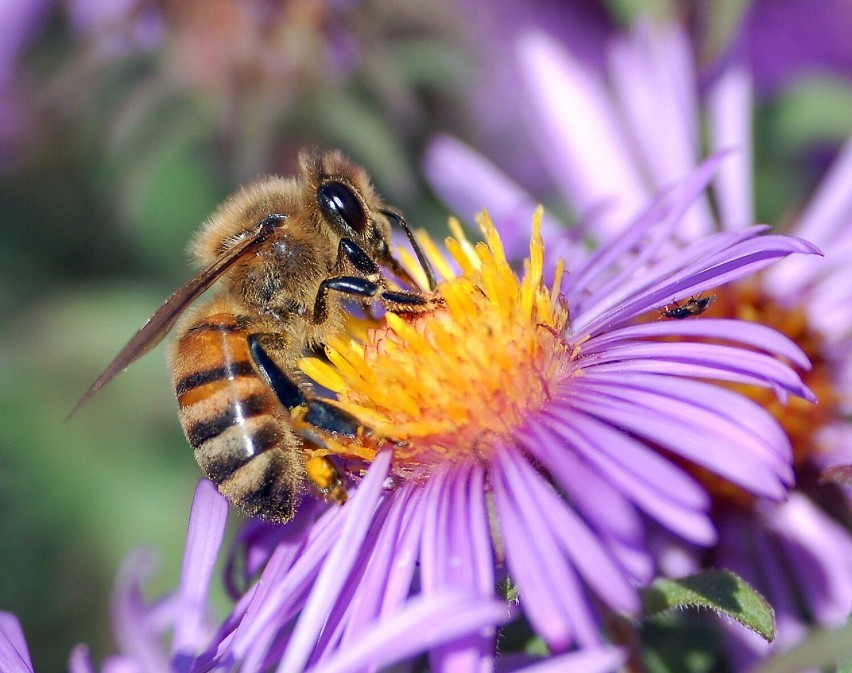 Pszczoły miodne żyją w rojach i są hodowane przez człowieka....