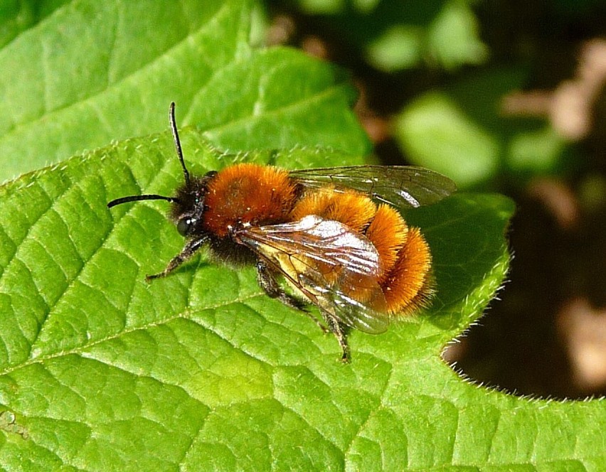 Pszczolinki to również popularne pszczoły samotnice. Warto...