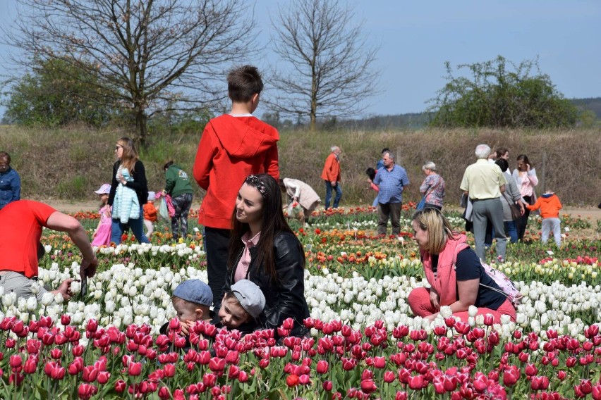 XIII Międzynarodowe Targi Tulipanów w Chrzypsku Wielkim 2023...