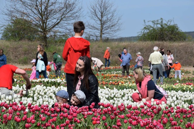 XIII Międzynarodowe Targi Tulipanów w Chrzypsku Wielkim 2023 zostały zainaugurowane. Tysiące ludzi skorzystało z majówki w chrzypskich ogrodach (1.05.2023).