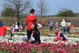 XIII Międzynarodowe Targi Tulipanów w Chrzypsku Wielkim zostały zainaugurowane. Tysiące ludzi skorzystało z majówki w chrzypskich ogrodach