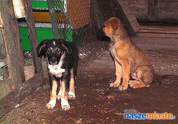 Psy na jarmarku trzymane w skandalicznych warunkach