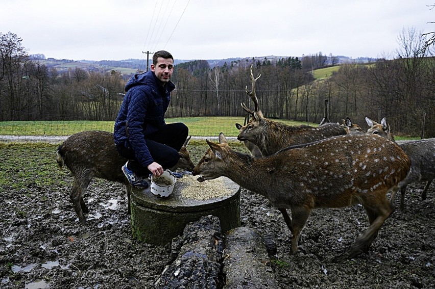 Marcin Nosal od wielu już lat zajmuje się jeleniami. Jego stado powiększy się z początkiem lata