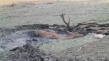 Jeleń ugrzązł w mule Jeziora Pilchowickiego. Uratowali go wędkarze i myśliwi [wideo, zdjęcia]