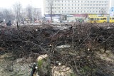 Wycinka drzew w Katowicach, to barbarzyństwo - ocenia dr Ryszar Nakonieczny