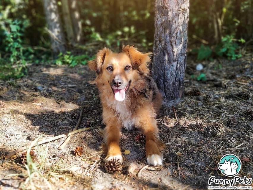 Nowych właścicieli znalazły kolejne bezdomne psy z terenu gminy Błaszki. Gmina zachęca do następnych adopcji ZDJĘCIA