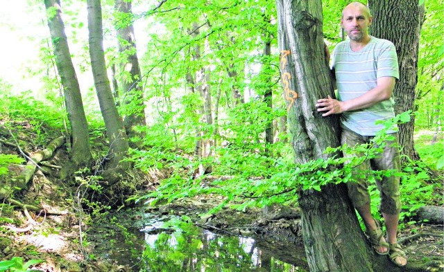 Wycinanie drzew w Dolinie Gościnnej nie ma żadnego sensu - mówi Jacek Zachara