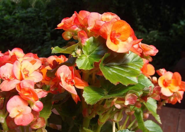 Begonia zimowa wiosną często jest sprzedawana pod nazwą begonia wyniosła, albo begonia elatior. To wspaniale i bardzo długo kwitnące rośliny, a wybór ich kolorów jest bardzo duży.