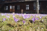 Krokusy zalały Zakopane. W weekend zaleją tatrzańskie polany [ZDJĘCIA]