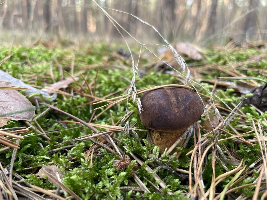 Malutkie podgrzybki są idealne do marynowania. Cierpliwi i...