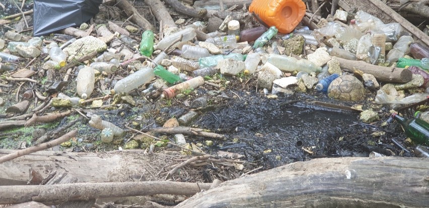 Problemy oczyszczalni ścieków w Lusinie