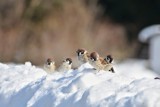 Zimowe Ptakoliczenie ze Stowarzyszeniem Eko-Inicjatywa. W tym roku liczenie odbędzie się na Miłosnej w Kwidzynie