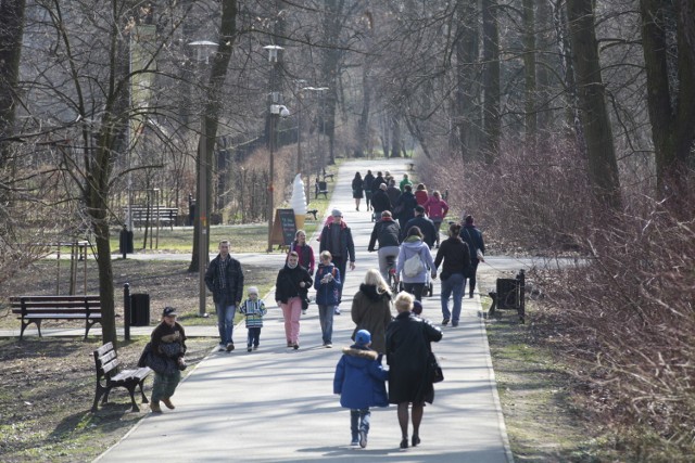 Drogowcy obiecują także, że nowe drzewa pojawią się na Bolko. Plan zakłada zasadzenie 400. - Obecnie usuwamy 200 drzew, ale to chore lub wyschnięte rośliny - mówi dyrektor Zbigniew Bahryj.