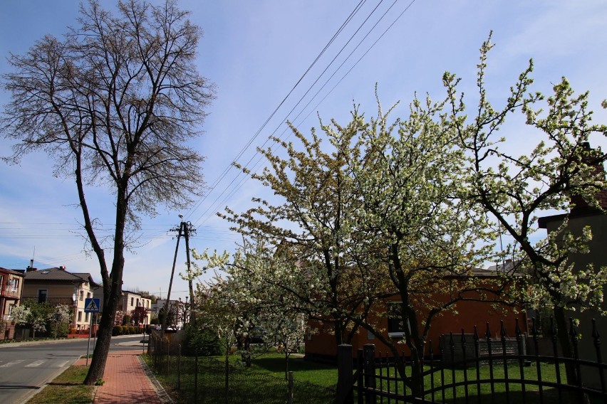 Wiosna 2019 w Wieluniu. Miasto ożywione kolorami drzew, krzewów i kwiatów [ZDJĘCIA]