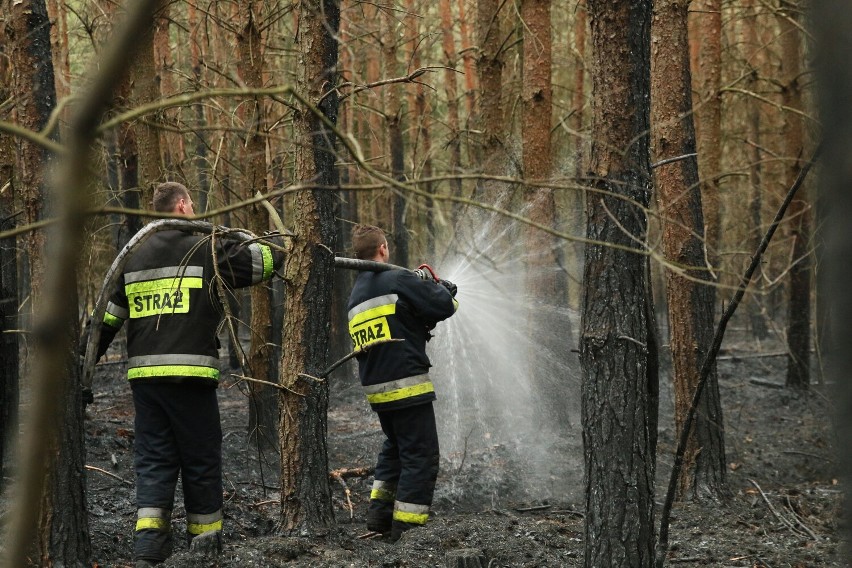 Zagrożenie pożarowe na Mazowszu. Nadleśnictwa apelują o ostrożność 