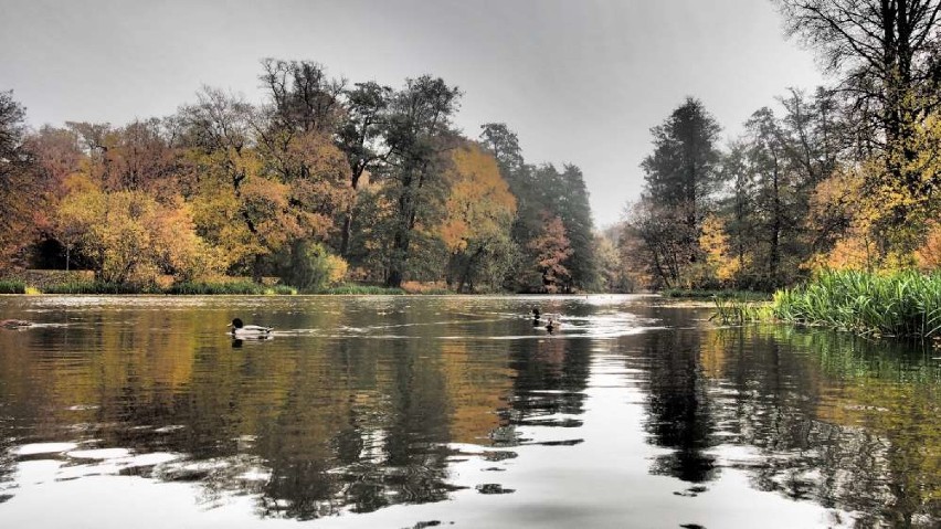 Park Miejski w Kaliszu w jesiennej szacie