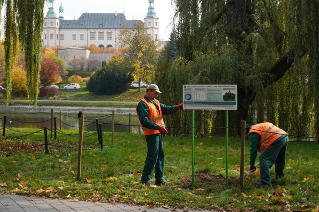 Wierzba rosnąca w parku miejskim w Kielcach, której plan wycinki wzbudził wielkie kontrowersje jednak zostanie usunięta.  Ekspertyza dendrologiczna  potwierdziła, że drzewo jest w złej kondycji, a zabiegi pielęgnacyjne nie gwarantują utrzymania go w pionie.