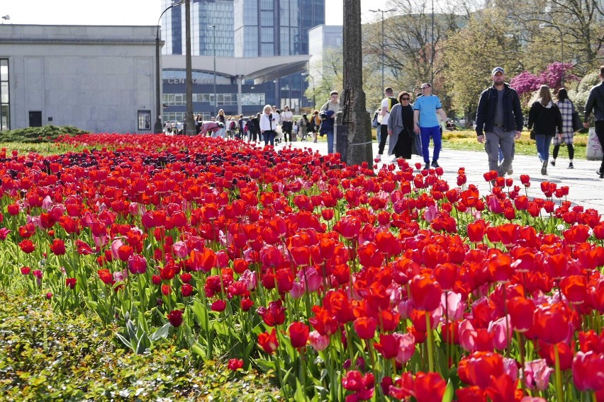 Morze kwitnących tulipanów w Warszawie. Kolorowe kwiaty zalewają miasto. "Przepiękny widok" 