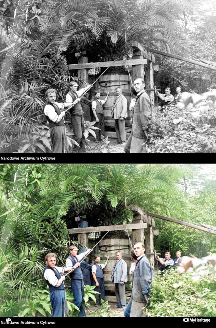 Mężczyźni przesadząjący palmę w ogrodzie botanicznym, 1930