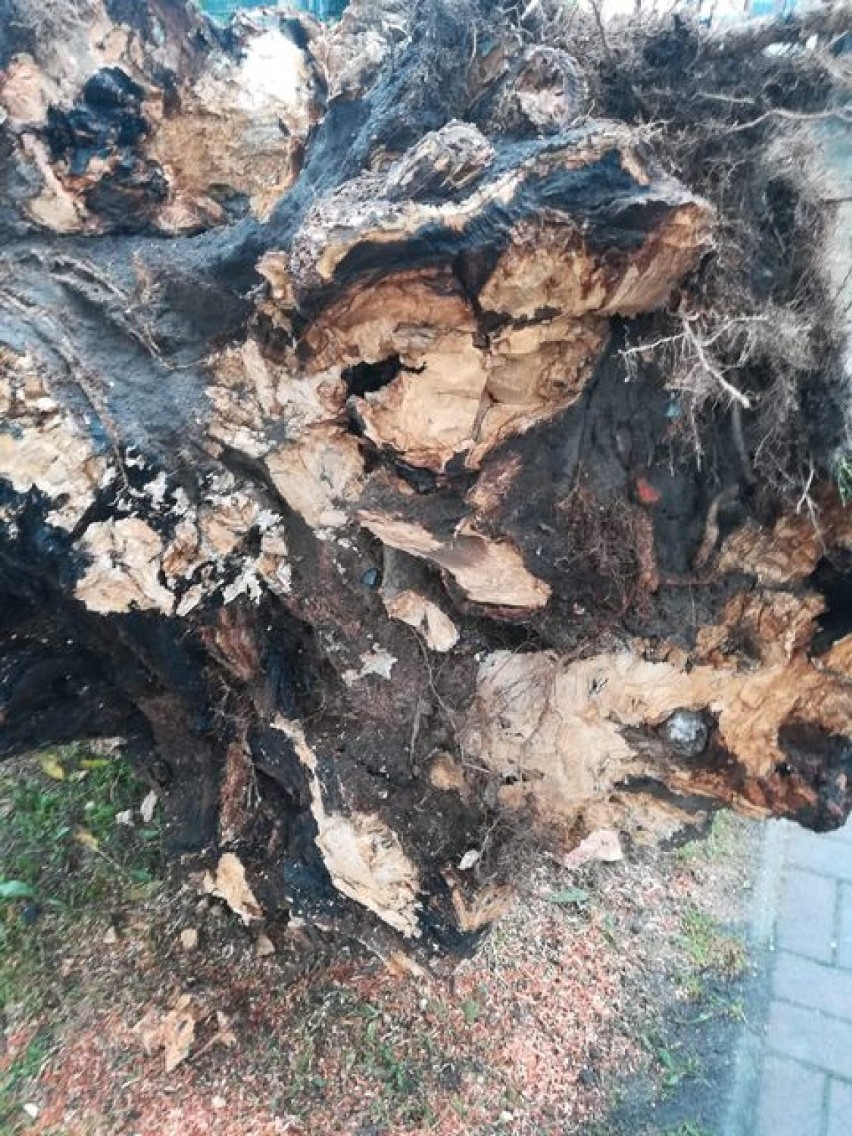 Zniszczeń przy ul. Mikołajczyka w Goleniowie można było uniknąć? Mieszkańcy domagali się wycięcia drzewa