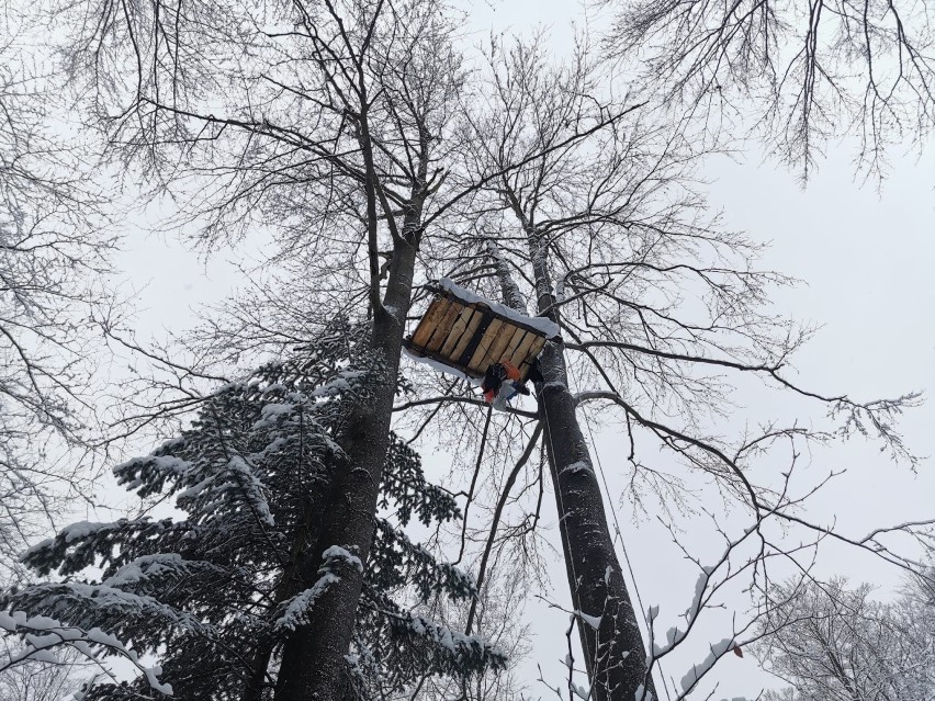 "Wilczyce" blokują wycinkę drzew w Bieszczadach. Zamieszkały w lesie w Nadleśnictwie Stuposiany [ZDJĘCIA]