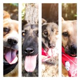 Szukamy domu dla bezdomnych psów Fundacji Schroniska Funny Pets w Czartkach. Dziś przedstawia się sześć czworonogów z miasta Sieradz (fot)