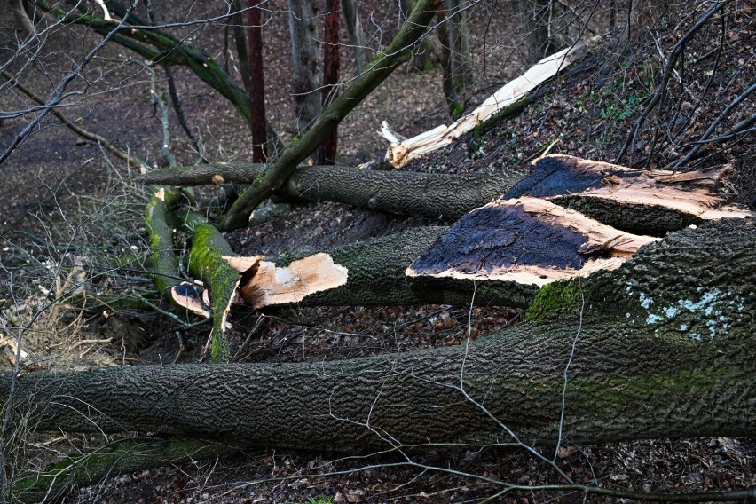 Połamane przez wichurę drzewa w parku miejskim w Przemyślu,...