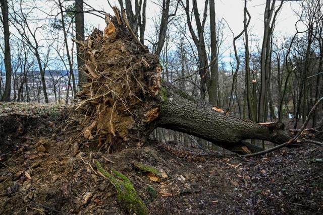 Połamane przez wichurę drzewa w parku miejskim w Przemyślu, 21 bm.